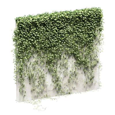 藤蔓植物 爬墙虎 爬山虎 蔷薇 藤蔓 爬藤 常青藤